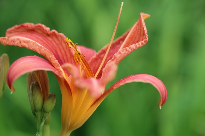 Natur