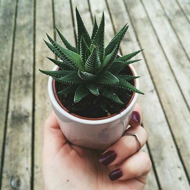 Succulent