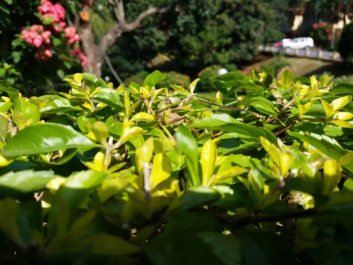 green leaves