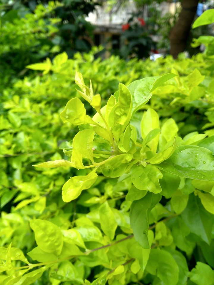 greenery
