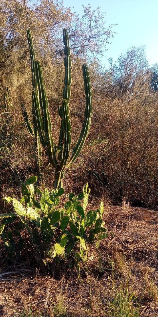 cactos