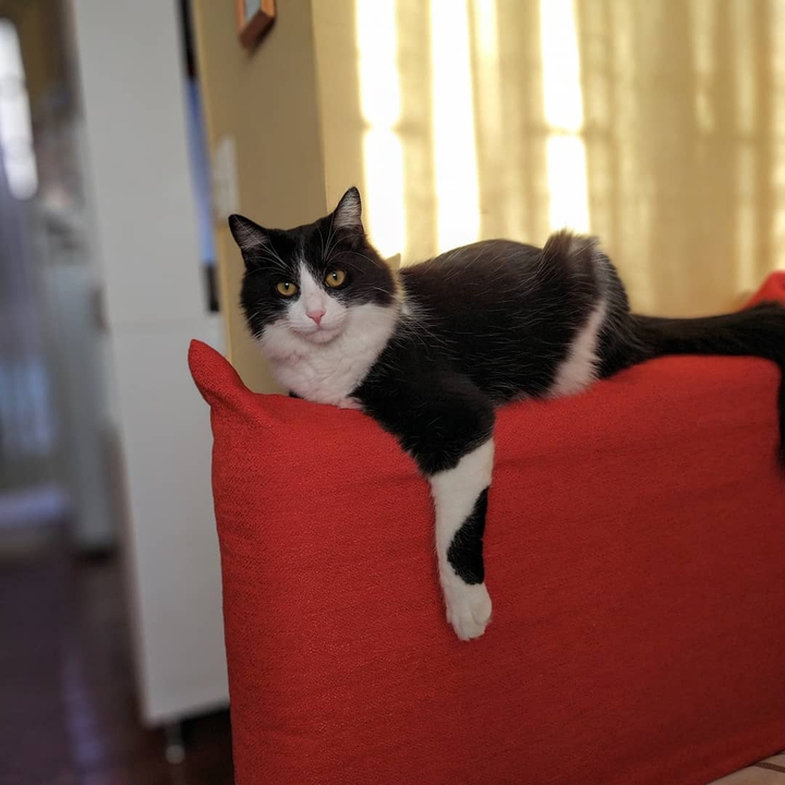 Caelus el gato