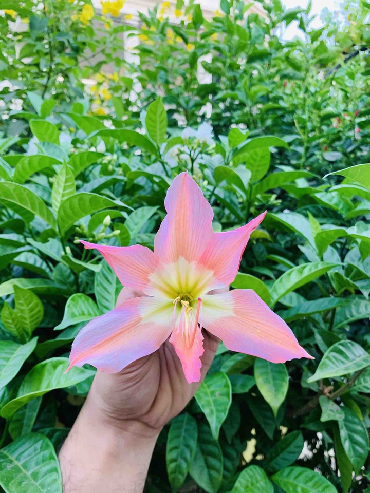 Plants