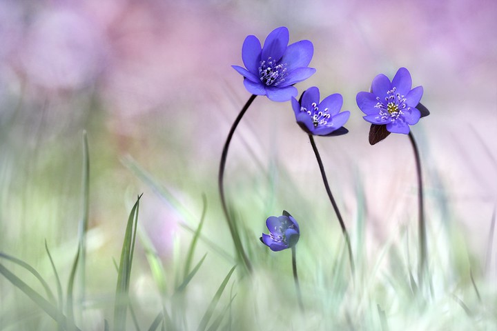 first flowers