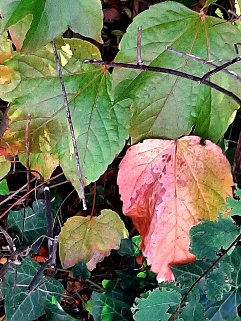 Leaf, Green, Yellow
