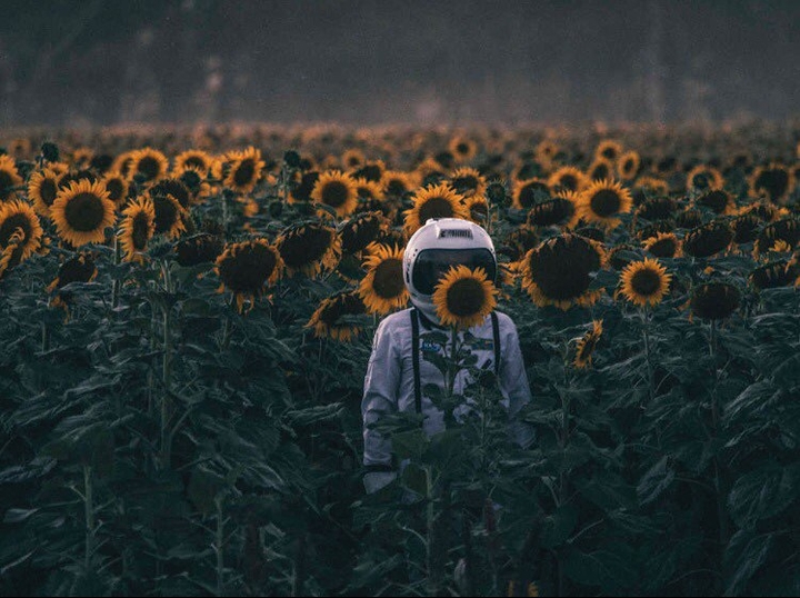The first flight in the field with sunflowers