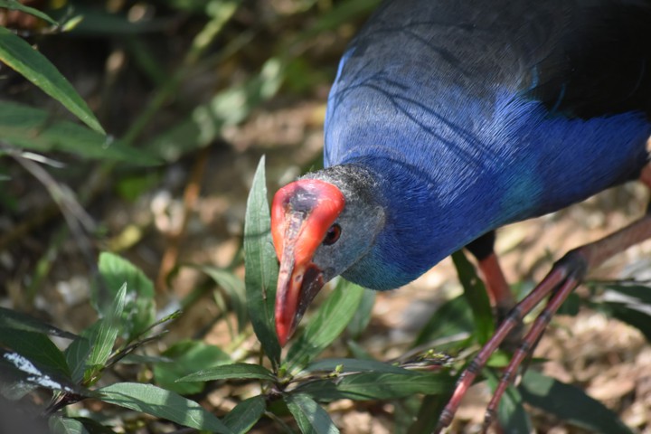 bird
