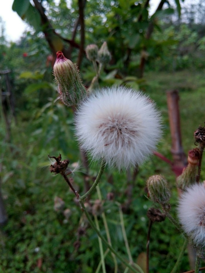 White Flower