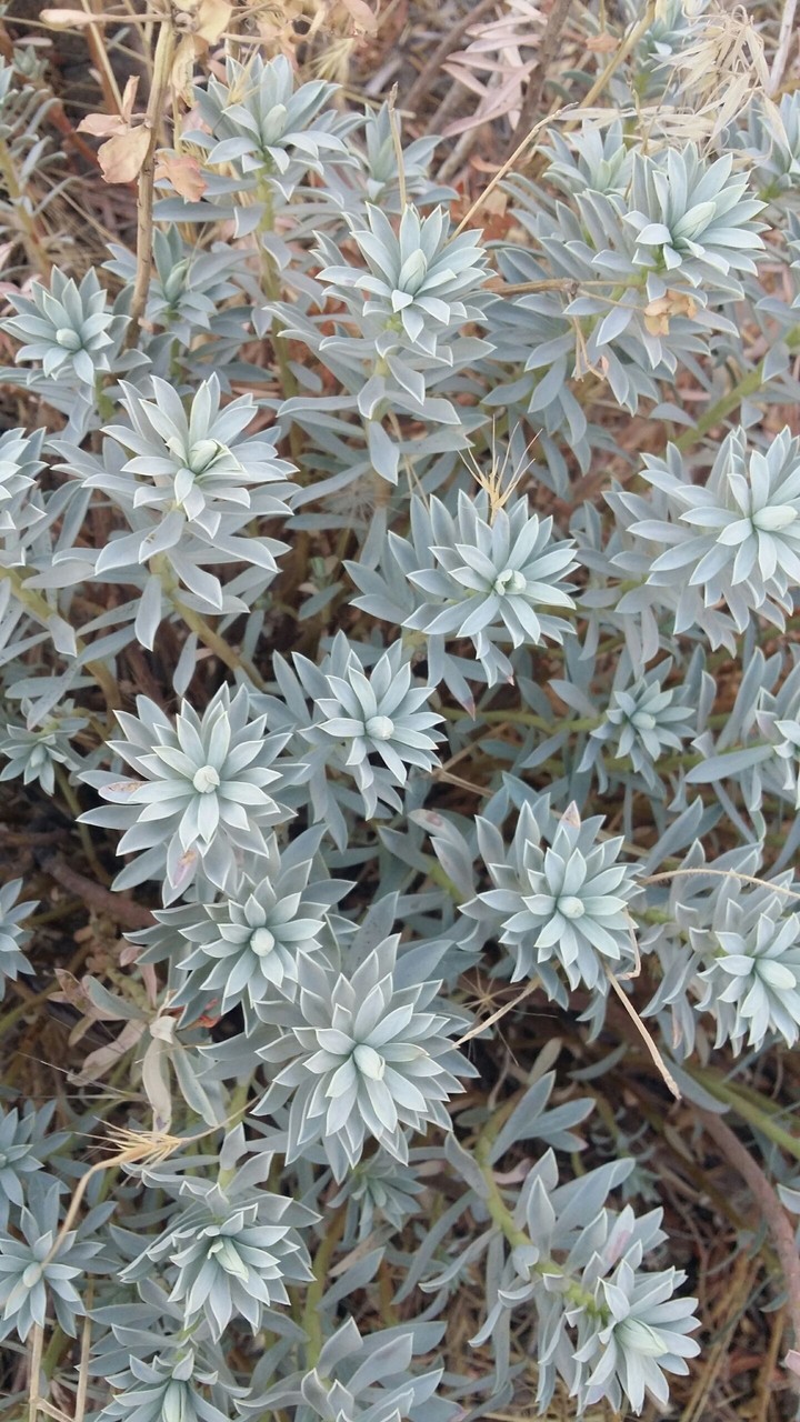 wonderful  flower