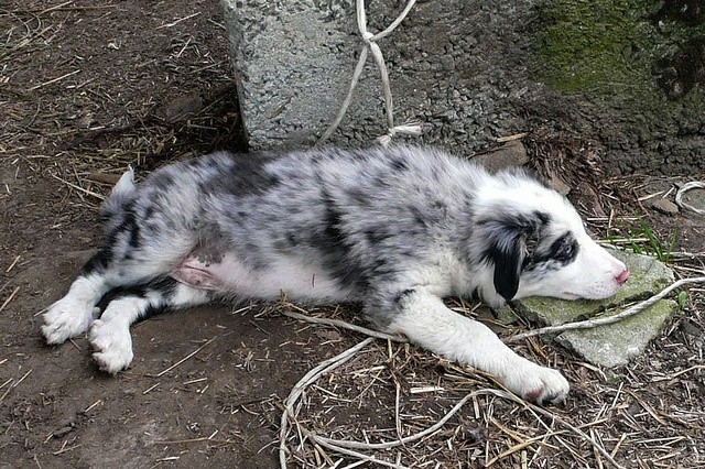 The Border Collie Because There Is No Better Dog