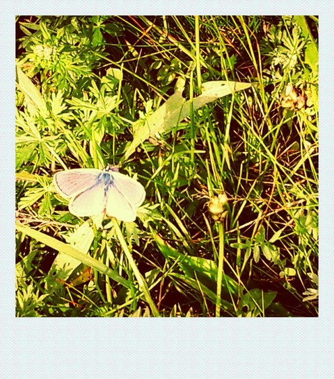 Summer