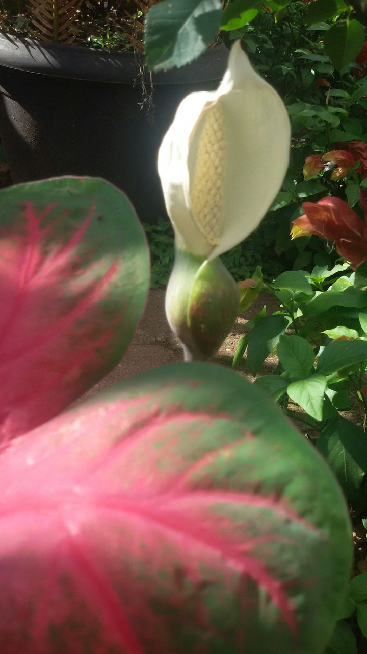A beautiful mysterious flower!!!