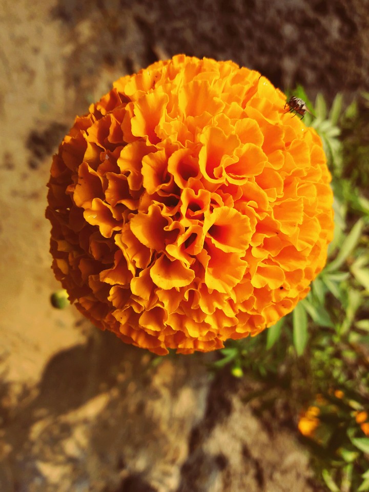 marigold