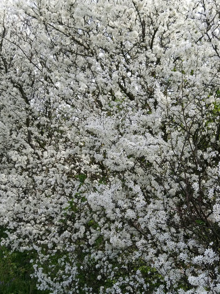 Happy Spring ;)