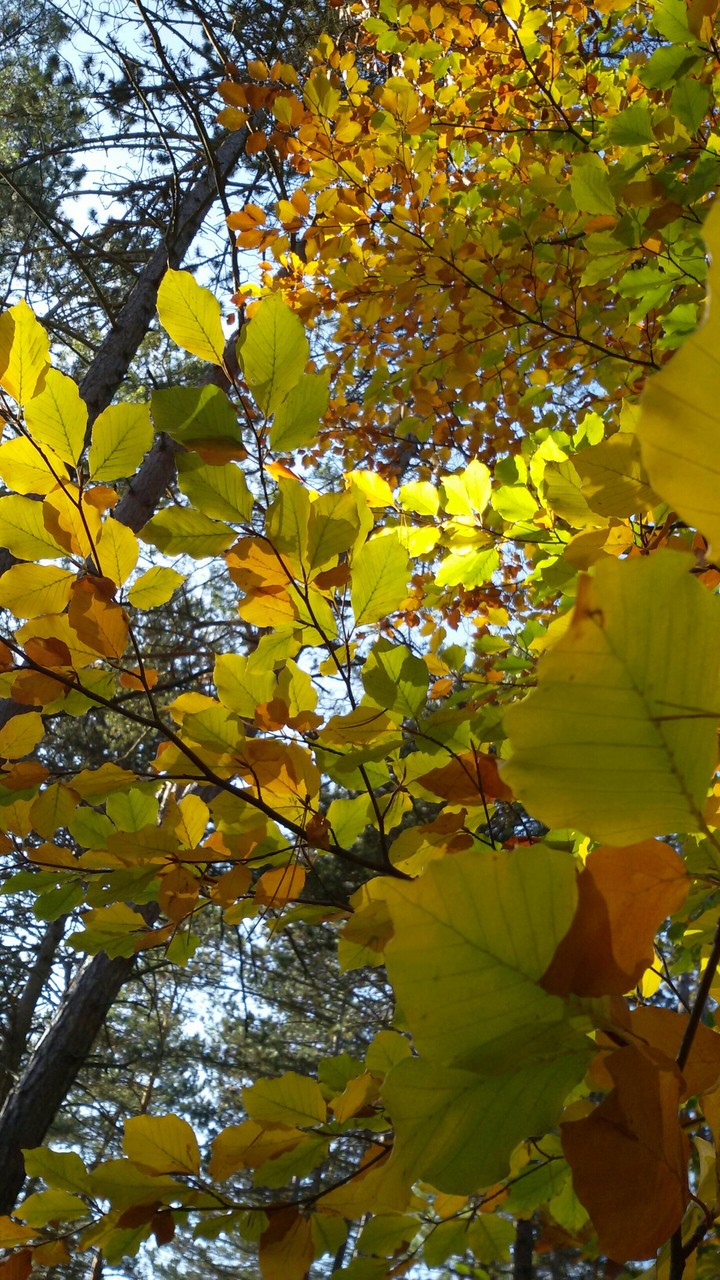 goldener Herbst