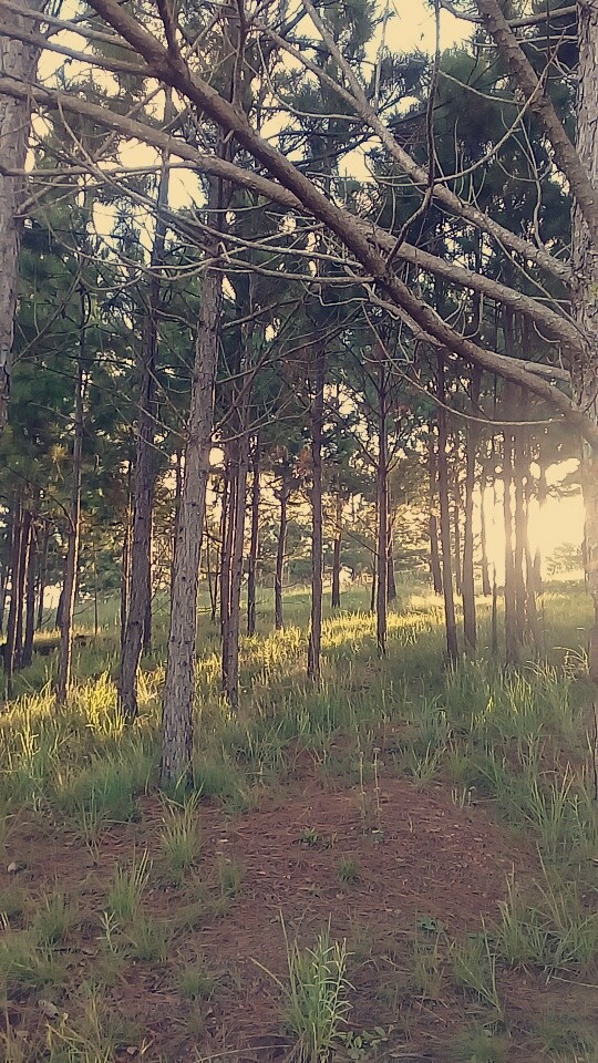 pinus