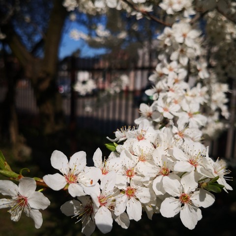 spring