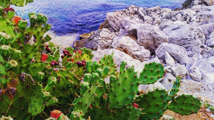 Fruits, rocks and sea
