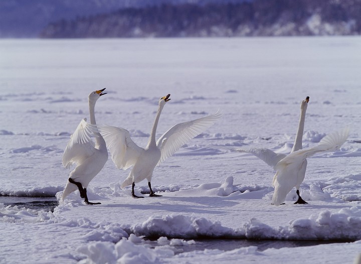 Birds
