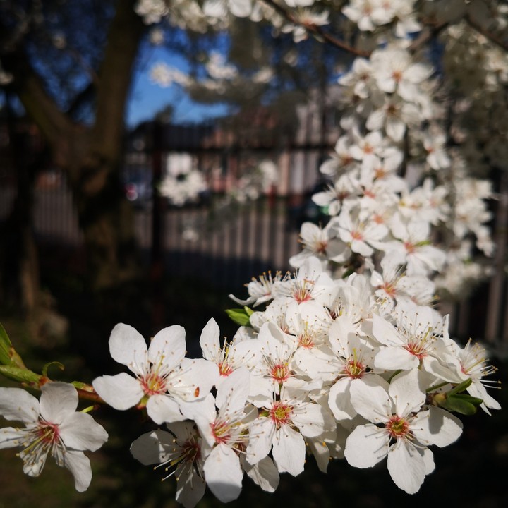 spring