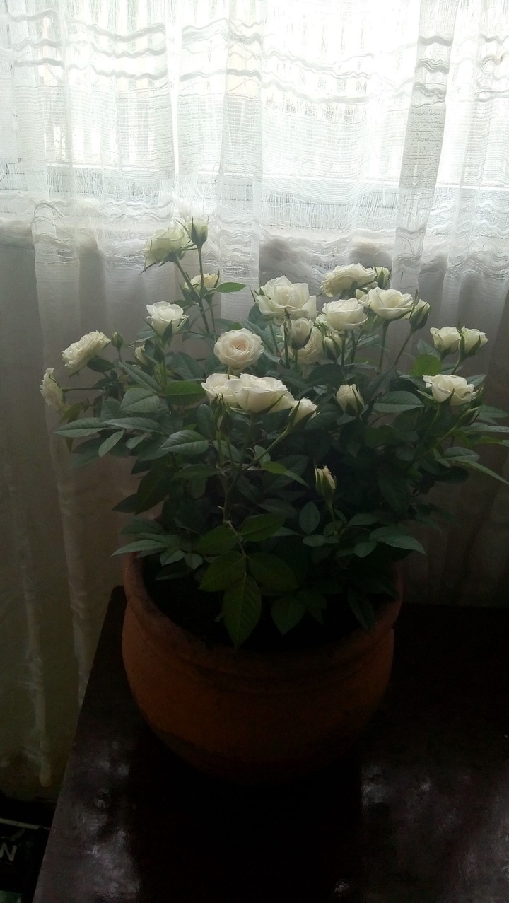 roses...♥️