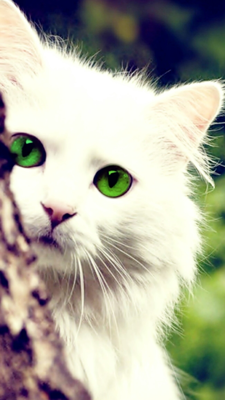 White cat