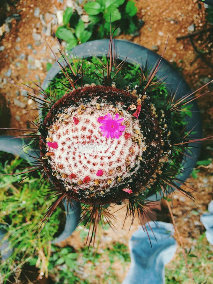 Got this rare buddy at botanical garden