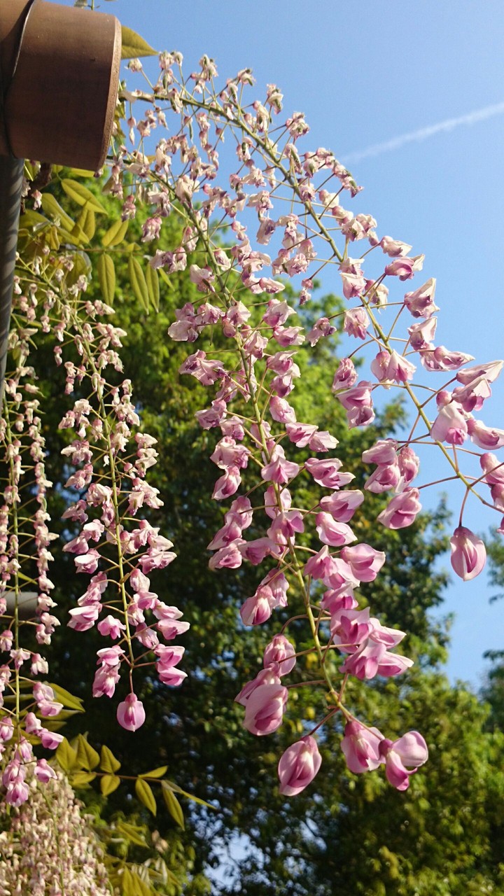 藤(fuji)