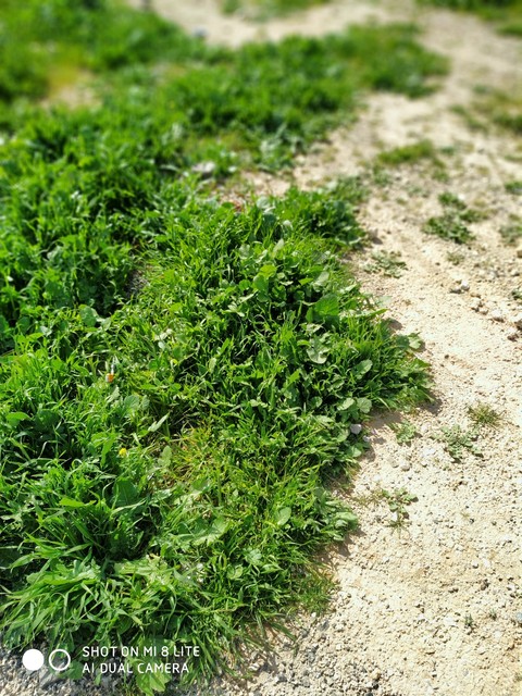 flower, lawn桌布