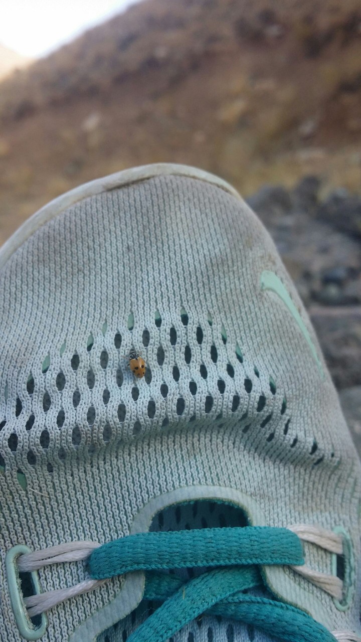 hey ladybird where are you going