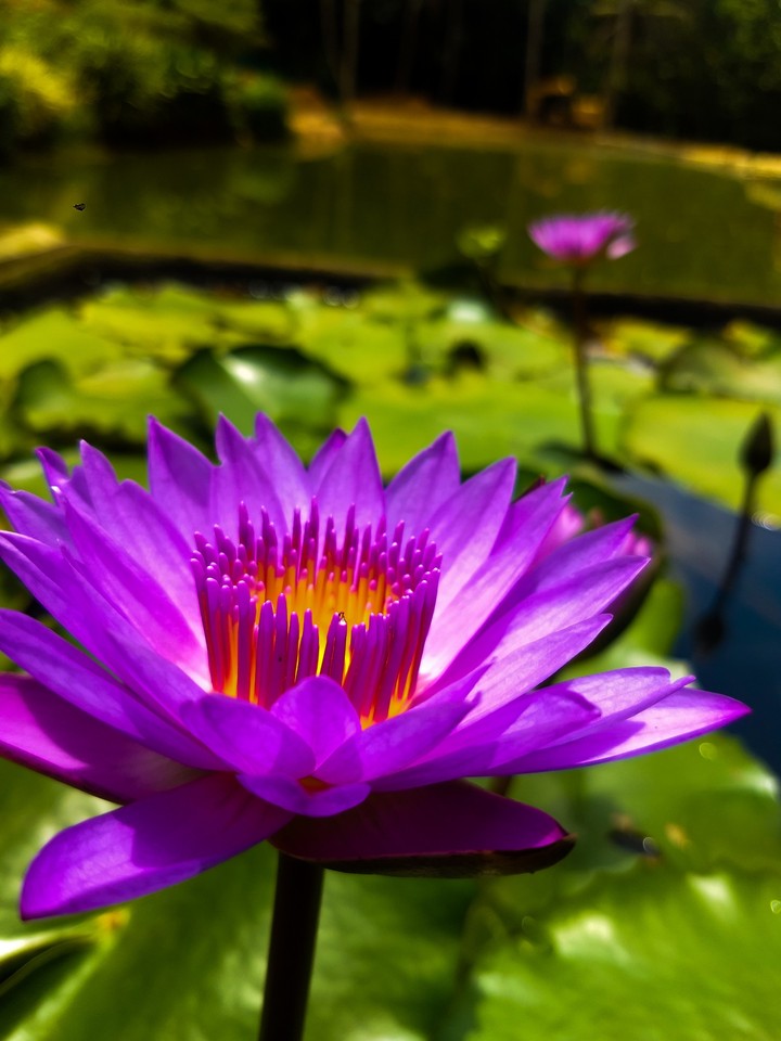 pink lily