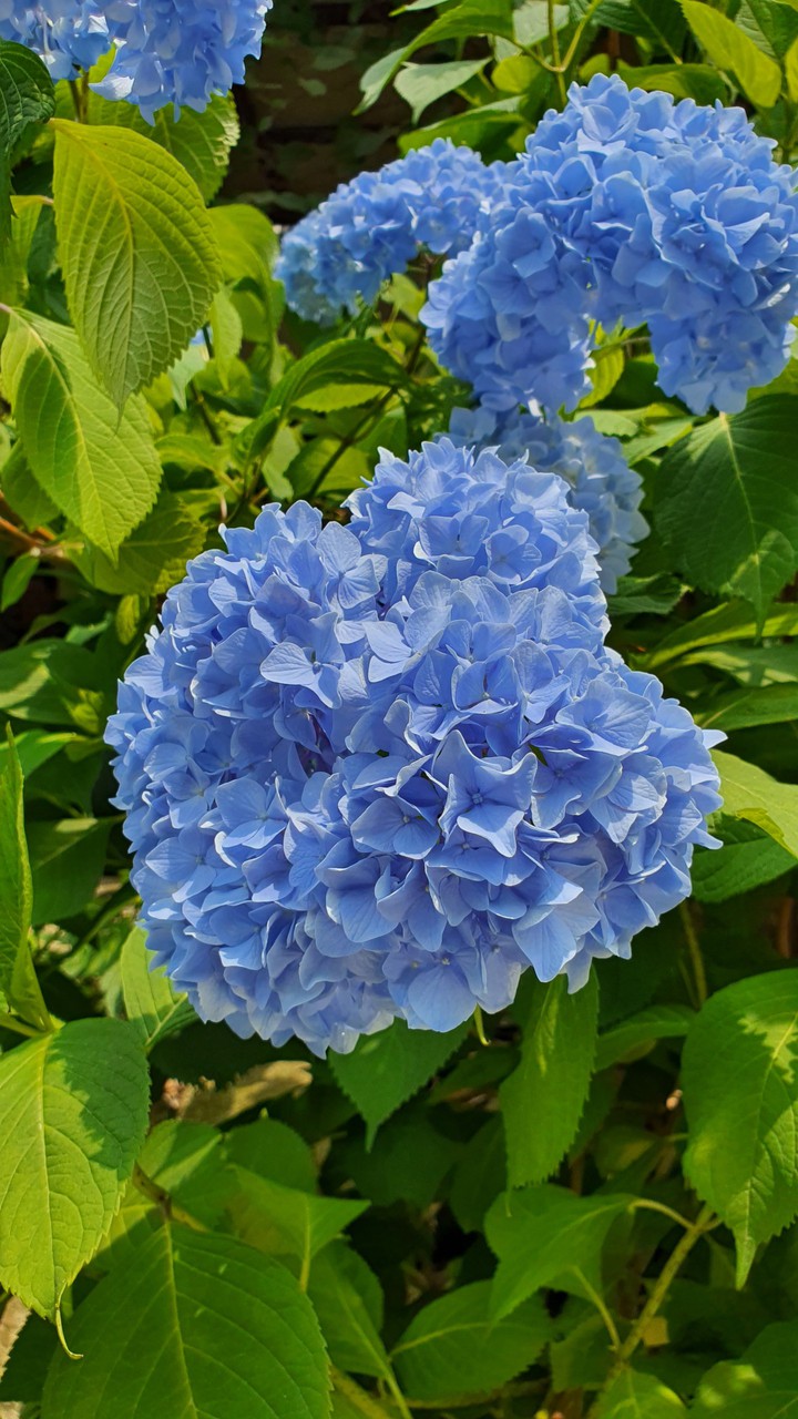 Bigleaf hydrangea