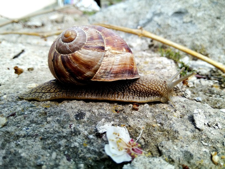 snail