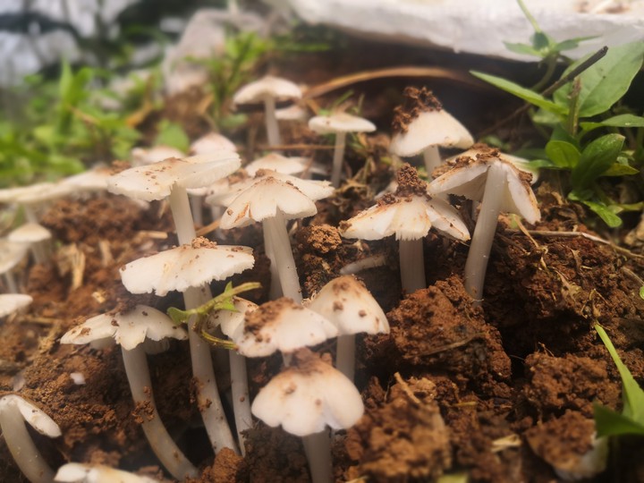 mushroom