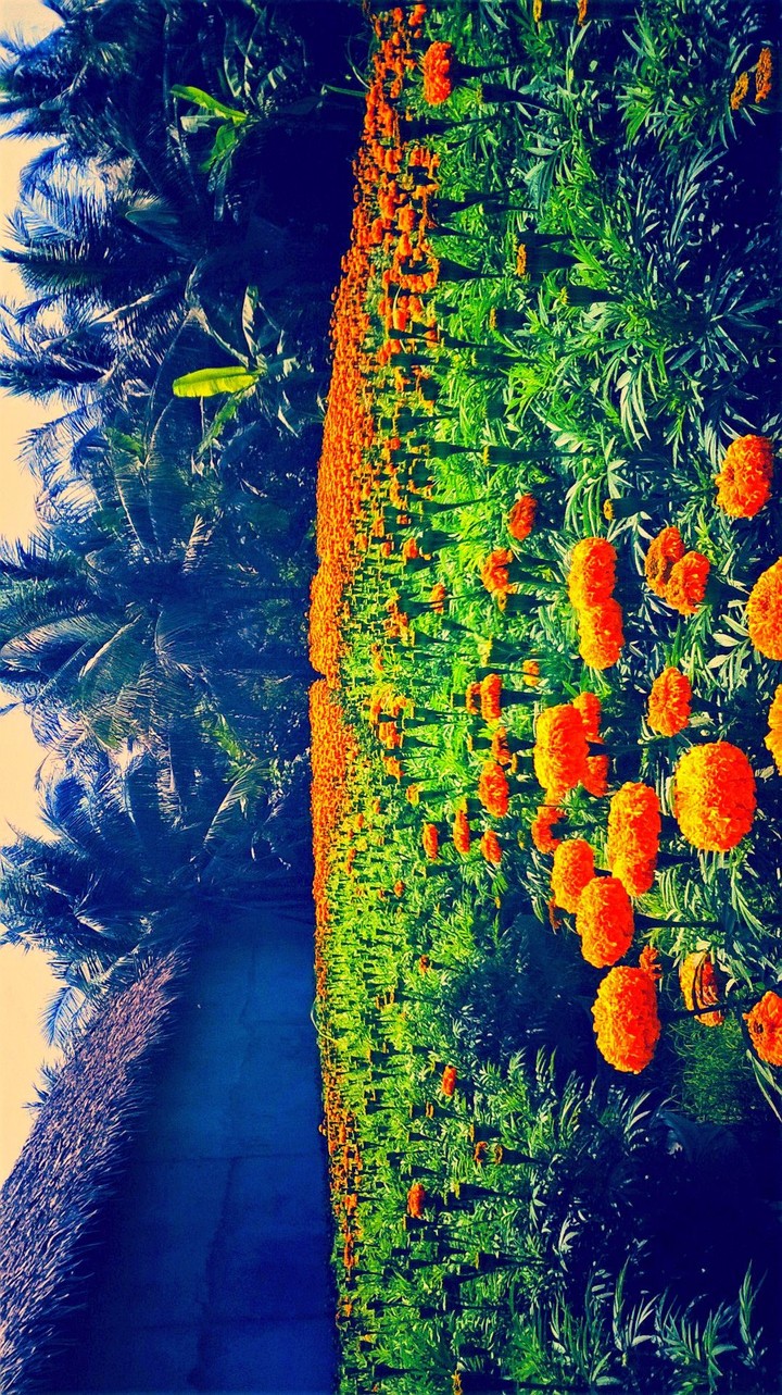Hoa đua nở