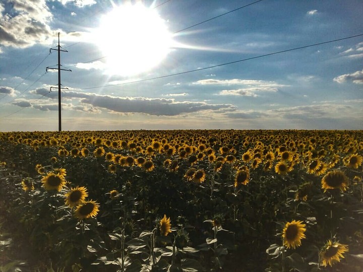 Подсолнухи