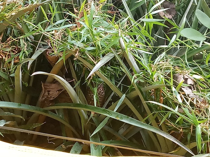 Pineapple Farm