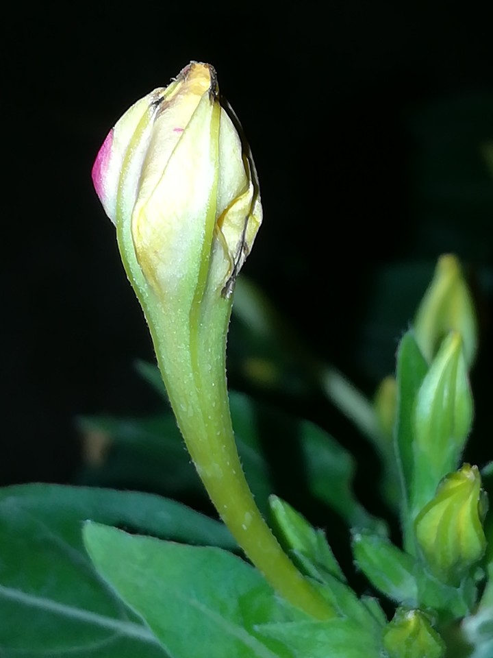 mirabilis bud