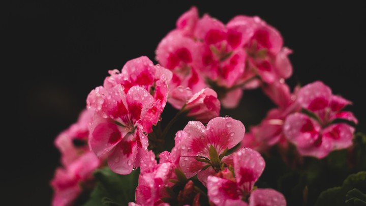 Geraniums