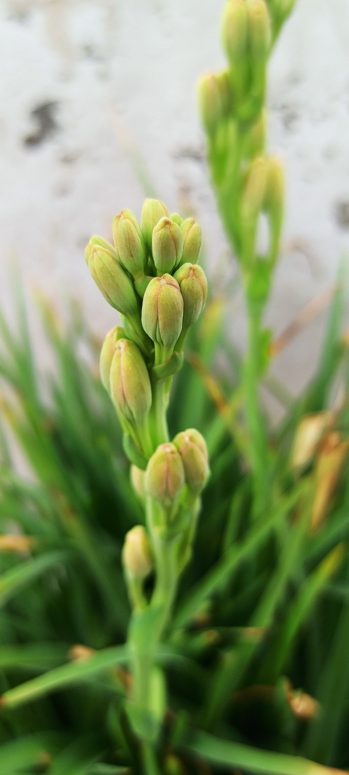 Tuberose Flower