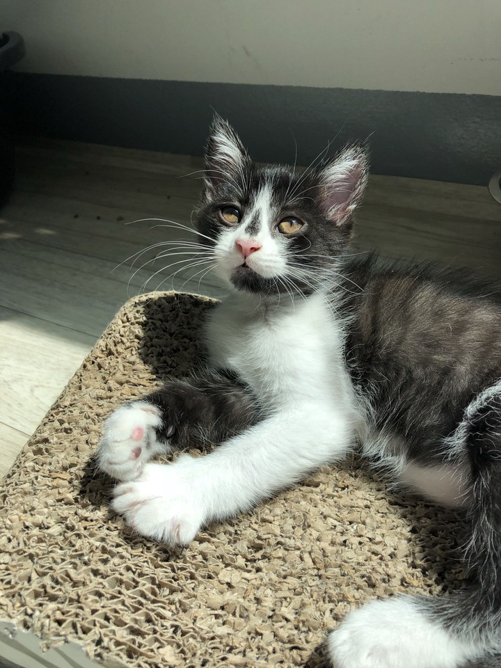 검은 고양이