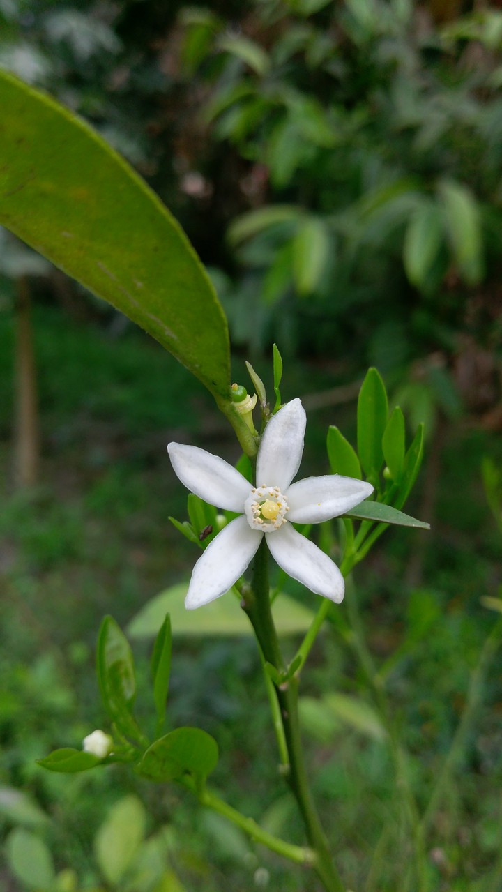 Blooming.....