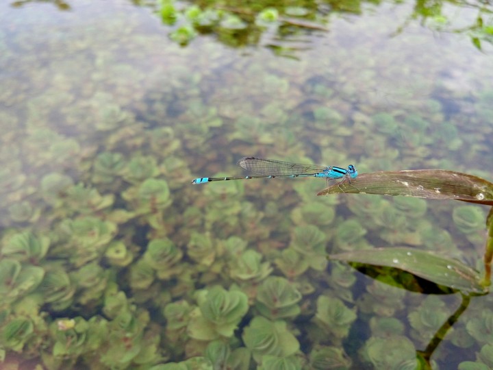 water