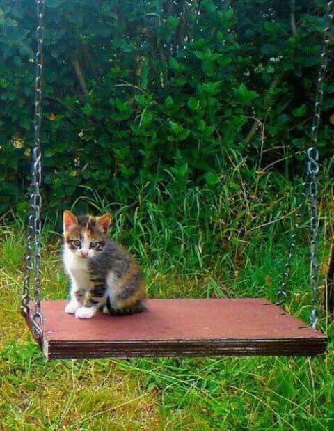 kitty