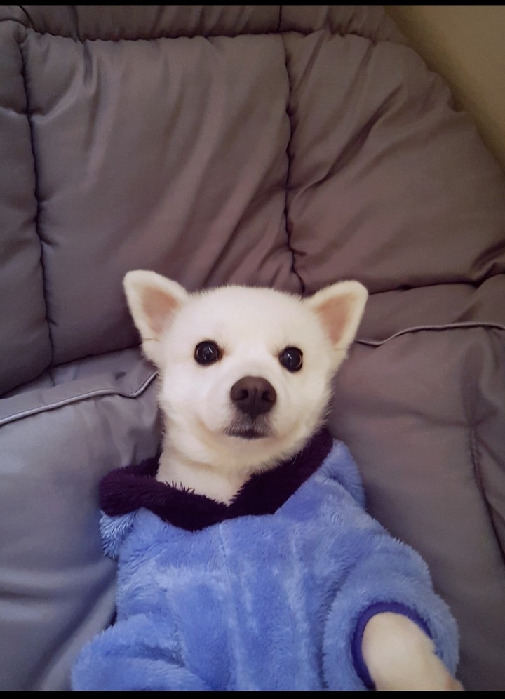 설리