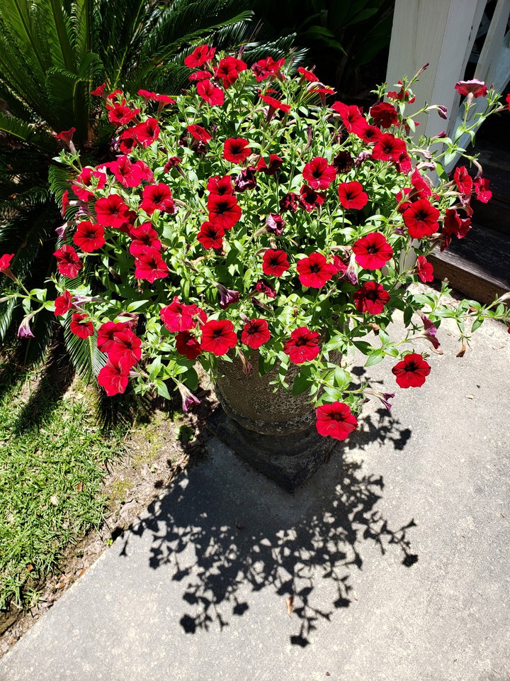 Bright Red Sunshine