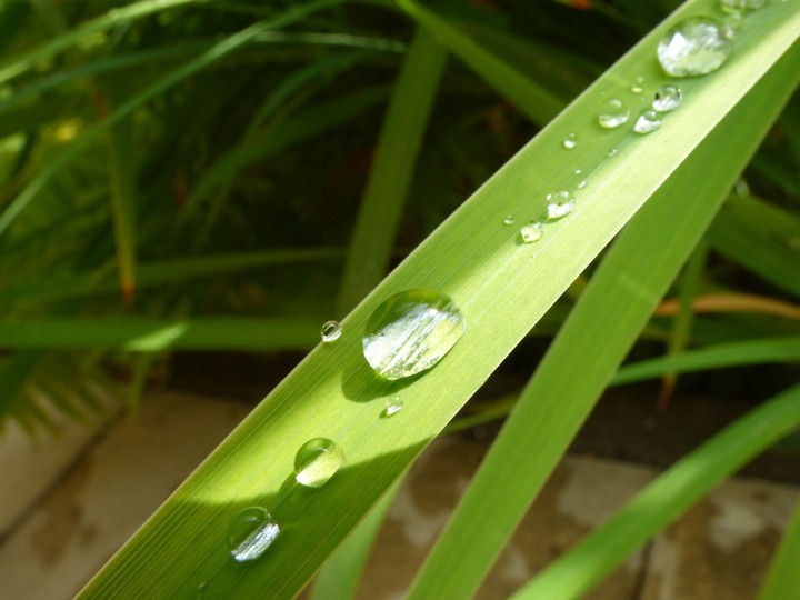 Waterdrops on grass