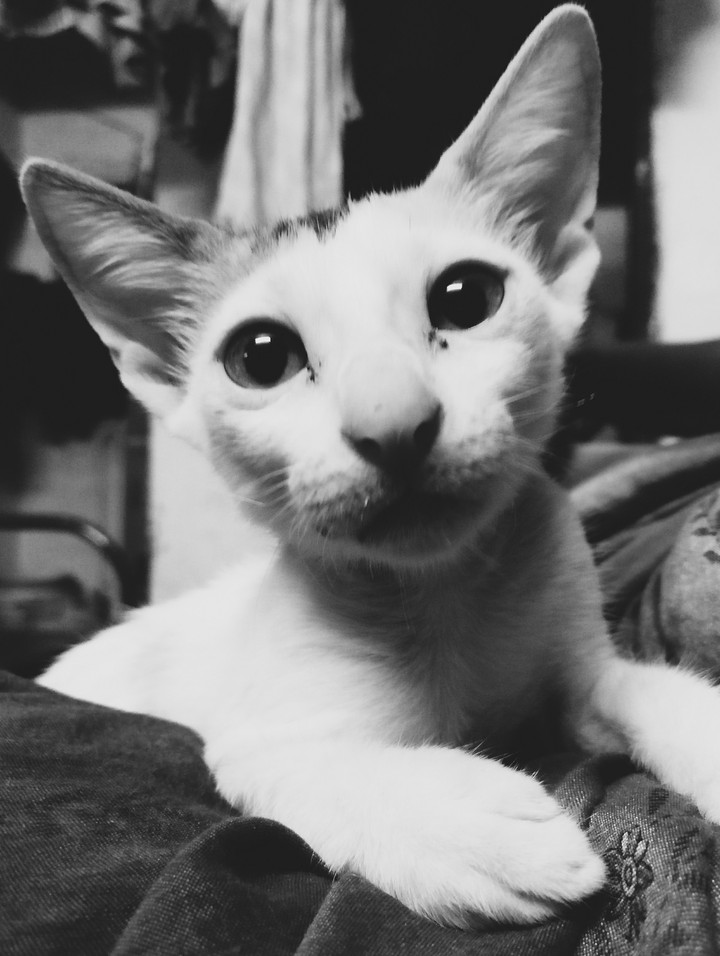 kitten