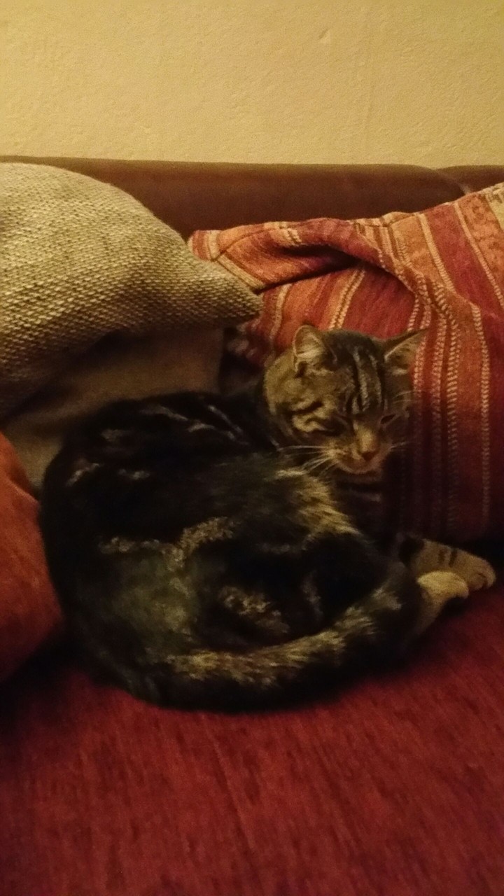 cat