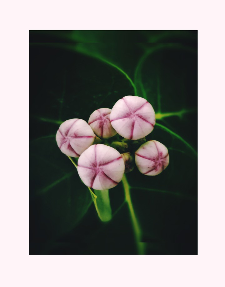 buds